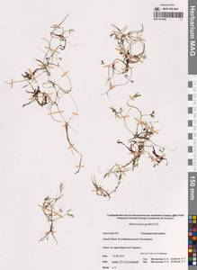 Лютик Гмелина DC., Сибирь, Чукотка и Камчатка (S7) (Россия)