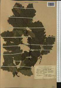 Дуб скальный (Matt.) Liebl., Западная Европа (EUR) (Румыния)