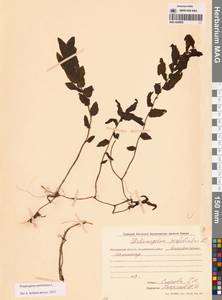 Рдест пронзеннолистный, Рдест стеблеобъемлющий L., Сибирь, Чукотка и Камчатка (S7) (Россия)