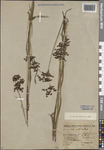 Ситник черный Krock., Средняя Азия и Казахстан, Муюнкумы, Прибалхашье и Бетпак-Дала (M9) (Казахстан)