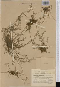 Corrigiola telephiifolia Pourret, Западная Европа (EUR) (Италия)
