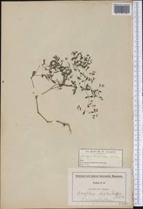 Paronychia canadensis (L.) Alph. Wood, Америка (AMER) (США)