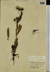 Picris japonica subsp. kamtschatica (Ledeb.) Hultén, Сибирь, Чукотка и Камчатка (S7) (Россия)