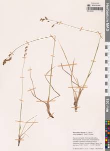 Anthoxanthum nitens (Weber) Y.Schouten & Veldkamp, Сибирь, Чукотка и Камчатка (S7) (Россия)