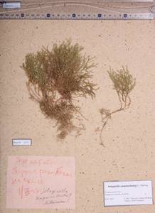 Плаунок кровянокрасный (L.) Spring, Сибирь, Алтай и Саяны (S2) (Россия)