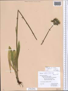 Ястребиночка скученная (Froel.) Fr., Восточная Европа, Центральный район (E4) (Россия)