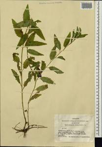 Мытник перевернутый L., Сибирь, Алтай и Саяны (S2) (Россия)