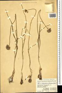 Allium talyschense Miscz. ex Grossh., Кавказ, Азербайджан (K6) (Азербайджан)