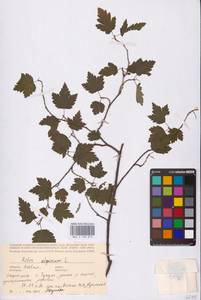 Смородина альпийская L., Восточная Европа, Латвия (E2b) (Латвия)