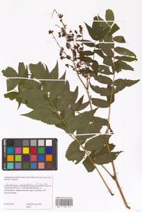 Рябинник рябинолистный (L.) A.Braun, Восточная Европа, Северо-Западный район (E2) (Россия)