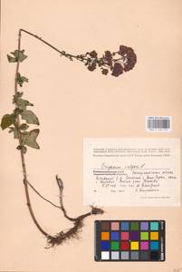 MHA 0 156 723, Душица обыкновенная L., Восточная Европа, Западно-Украинский район (E13) (Украина)