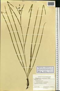 Ежеголовник плавающий L., Восточная Европа, Центральный лесостепной район (E6) (Россия)