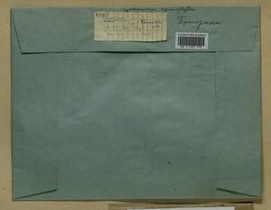 Cyrtomnium hymenophyllum (Bruch & Schimp.) Holmen, Гербарий мохообразных, Мхи - Красноярский край, Тыва и Хакасия (B17) (Россия)