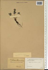 Манжетка шелковая Willd., Кавказ (без точных местонахождений) (K0)