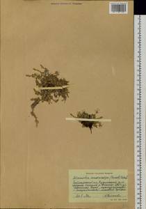 Псевдошерлерия крупноплодная (Pursh) Dillenb. & Kadereit, Сибирь, Центральная Сибирь (S3) (Россия)