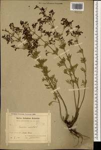 Дубровник восточный L., Кавказ, Армения (K5) (Армения)