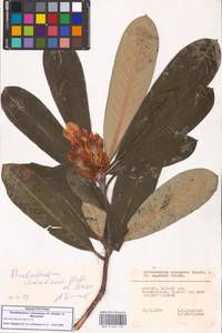 Rhododendron × charadzeae A.P.Khokhr. & Mazurenko, Кавказ, Грузия (K4) (Грузия)