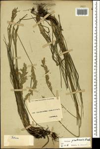 Lolium pratense (Huds.) Darbysh., Кавказ, Ставропольский край, Карачаево-Черкесия, Кабардино-Балкария (K1b) (Россия)