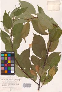 Черемуха поздняя Ehrh., Восточная Европа, Нижневолжский район (E9) (Россия)