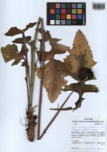 Dolomiaea asbukinii (Iljin) N. Garcia, Herrando & Susanna, Сибирь, Алтай и Саяны (S2) (Россия)