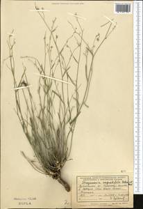 Lepidium botschantsevianum Al-Shehbaz, Средняя Азия и Казахстан, Памир и Памиро-Алай (M2) (Узбекистан)