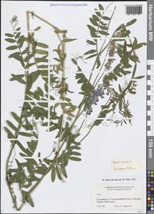 Горошек мышиный L., Восточная Европа, Северо-Западный район (E2) (Россия)