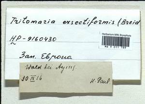 Tritomaria exsectiformis (Breidl.) Schiffn. ex Loeske, Гербарий мохообразных, Мхи - Западная Европа (BEu) (Германия)