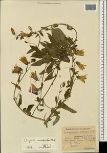 Колокольчик сарматский Ker Gawl., Кавказ, Краснодарский край и Адыгея (K1a) (Россия)