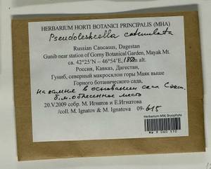 Pseudoleskeella catenulata (Brid. ex Schrad.) Kindb., Гербарий мохообразных, Мхи - Северный Кавказ и Предкавказье (B12) (Россия)