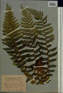 Многорядник Брауна (Spenn.) Fée, Восточная Европа, Западно-Украинский район (E13) (Украина)