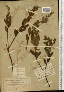 Хамедафна обыкновенная, Болотный мирт (L.) Moench, Восточная Европа, Западный район (E3) (Россия)