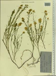 Genista tinctoria subsp. tinctoria, Восточная Европа, Северо-Украинский район (E11) (Украина)