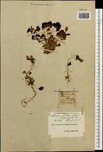 Чесночница черешковая (M.Bieb.) Cavara & Grande, Кавказ, Черноморское побережье (от Новороссийска до Адлера) (K3) (Россия)