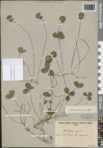 Клевер ползучий L., Сибирь, Прибайкалье и Забайкалье (S4) (Россия)