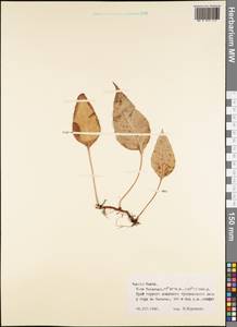 Polypodiopsida, Австралия и Океания (AUSTR) (Французская Полинезия)