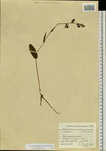 Любка мандаринов Rchb.f., Сибирь, Дальний Восток (S6) (Россия)