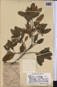 Dodonaea viscosa subsp. viscosa, Америка (AMER) (США)