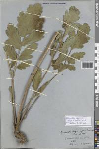 Зопничек красивый (Rupr.) Adylov, Kamelin & Makhm., Средняя Азия и Казахстан, Западный Тянь-Шань и Каратау (M3) (Киргизия)