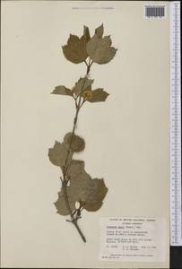 Viburnum edule (Michx.) Raf., Америка (AMER) (Канада)
