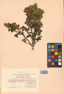 Падуб городчатый Thunb., Сибирь, Дальний Восток (S6) (Россия)