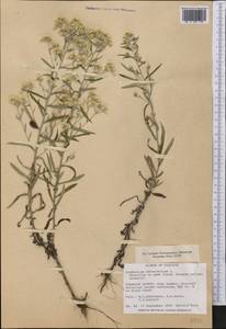 Pseudognaphalium obtusifolium (L.) Hilliard & B. L. Burtt, Америка (AMER) (США)