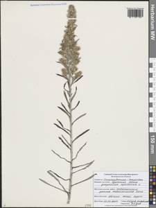 Сушеница лесная (L.) Sch.Bip. & F.W.Schultz, Восточная Европа, Центральный лесостепной район (E6) (Россия)