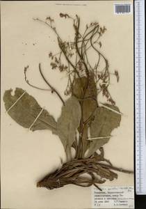 Limonium gmelini (Willd.) Kuntze, Средняя Азия и Казахстан, Муюнкумы, Прибалхашье и Бетпак-Дала (M9) (Казахстан)