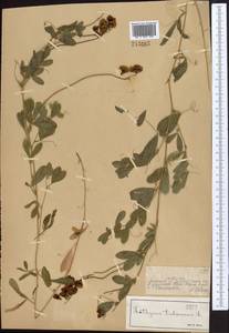 Чина клубненосная L., Средняя Азия и Казахстан, Джунгарский Алатау и Тарбагатай (M5) (Казахстан)