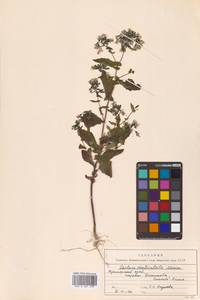 Crepidiastrum denticulatum subsp. denticulatum, Сибирь, Дальний Восток (S6) (Россия)