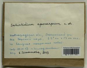 Schistidium apocarpum (Hedw.) Bruch & Schimp., Гербарий мохообразных, Мхи - Карелия, Ленинградская и Мурманская области (B4) (Россия)