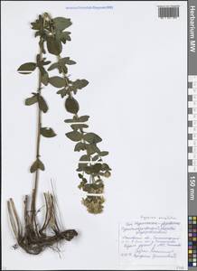 Зверобой пятнистый Crantz, Восточная Европа, Московская область и Москва (E4a) (Россия)