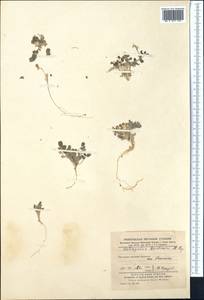 Astragalus arpilobus subsp. drobovii (Popov & Vved.) D. Podl., Средняя Азия и Казахстан, Каракумы (M6) (Туркмения)