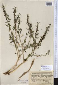 Blitum virgatum subsp. virgatum, Средняя Азия и Казахстан, Западный Тянь-Шань и Каратау (M3) (Узбекистан)