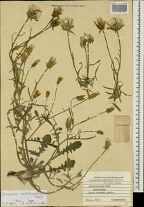 Scorzonera laciniata f. decumbens (Guss.) O. Bolòs & Vigo, Кавказ, Азербайджан (K6) (Азербайджан)